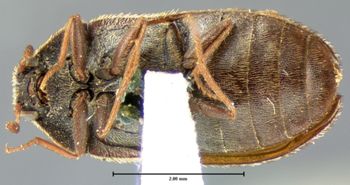 Media type: image;   Entomology 6872 Aspect: habitus ventral view